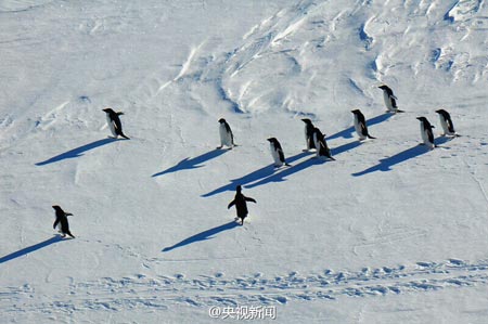 科考队南极卸载纽恩泰空气能产品 引企鹅围观