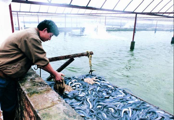 走近暖通工程案例实地|福建三明鳗鱼养殖水产养殖供暖项目